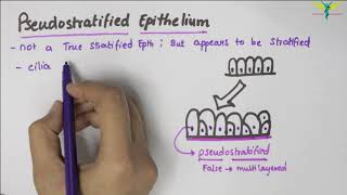 Pseudostratified Epithelium  Type  Function  Location [upl. by Schnorr38]