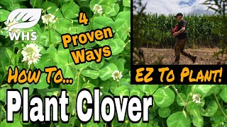 Clover Plant Care Tips [upl. by Damalas]