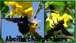 Xylocopa sp    Apidae  Abeilles charpentières  ParisFrance  31082017 [upl. by Kermy]