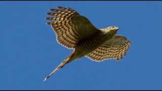 Sparrowhawk Bird Call Bird Song [upl. by Brenan]