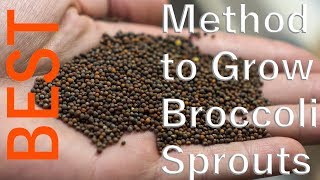 The BEST Method for Growing Broccoli Sprouts [upl. by Seedman]