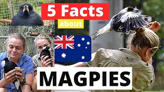 5 Facts about Magpies The Fauna Fetchers [upl. by Mauricio798]