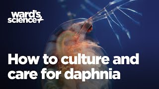 Caring and Culturing for Daphnia [upl. by Adolphe264]