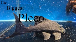 7 Largest Plecos Hypostominae How big will my pleco grow [upl. by Latihs]