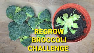 Regrow Broccoli Challenge [upl. by Ewan529]