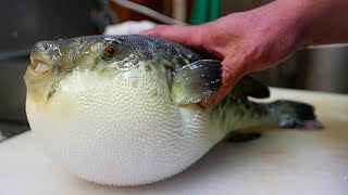 Japanese Street Food  LIVE FUGU PUFFERFISH Puffer Fish Japan [upl. by Aihseyt]