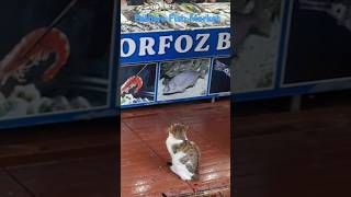 Fethiye Fish Market and Resturants [upl. by Irrabaj]