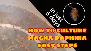 How to Culture Magna Daphnia Easily [upl. by Krigsman]