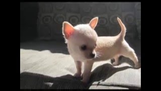 Teacup chihuahuas for sale [upl. by Anuahsal]