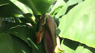 Dwarf Cavendish Banana Tree [upl. by Polk]