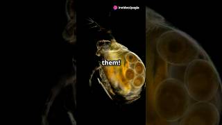 How to culture Daphnia for your Aquarium [upl. by Zeiger157]