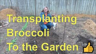 Transplanting Broccoli Seedlings to Planting in the Garden [upl. by Leoj]