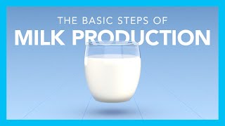 The basic steps of milk production [upl. by Eiramaliehs]