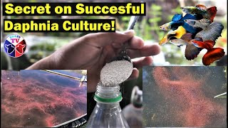 How to Culture Daphnia Successfully [upl. by Forward]