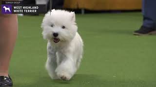 West Highland White Terriers  Breed Judging 2020 [upl. by Appolonia]