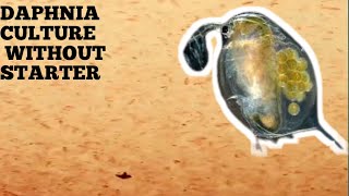 HOW TO CULTURE DAPHNIA NATURALLY WITHOUT A STARTER [upl. by Erlewine]