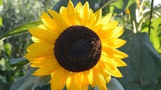 GIRASOL ORNAMENTAL Helianthus annuus PLANTAS ORNAMENTALES [upl. by Anirb927]