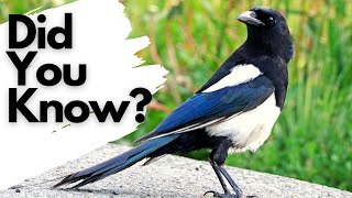 Things you need to know about MAGPIES [upl. by Ahsimin789]