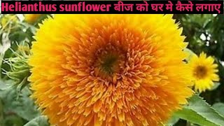 101How to grow Helianthus Teddybear annuus sunflower seeds bist tips growing [upl. by Davida311]