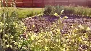 How to Harvest Broccoli Seeds [upl. by Apurk]