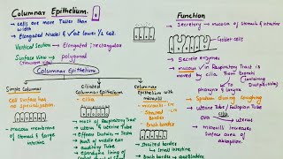 Simple Columnar Epithelium  Location  Function  Types [upl. by Eerb148]