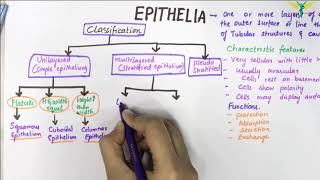 EPITHELIUM  Classification  Basic Histology [upl. by Burty377]