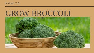 The Complete Guide to Growing Broccoli [upl. by Howe]