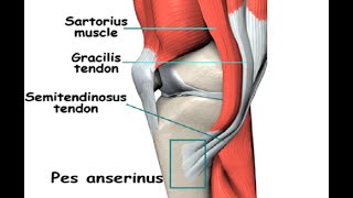 Two Minutes of Anatomy Pes Anserine [upl. by Georgi887]