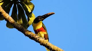 ChestnutEared Aracari Snooping Around the Backyard A Spectacle of Nature  Araçaricastanho 🐦🍇 [upl. by Borer]