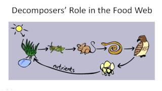 Decomposers Role in the Food Web [upl. by Novihc]