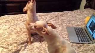 CUTE CHIHUAHUAS HOWLING [upl. by Burget]