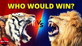 TIGER vs LION  Hypothetical Animal Fight [upl. by Eniamzaj]