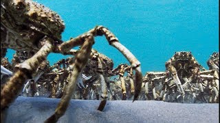 Army Of Spider Crabs Shed Their Shells  Blue Planet II [upl. by Iy383]