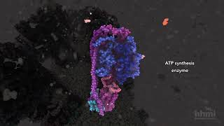 ATP Synthesis  HHMI BioInteractive Video [upl. by Emelita]