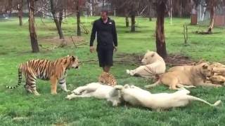 Tiger Saves Man From A Leopard Attack [upl. by Lammond]