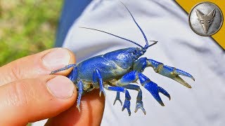 NEW SPECIES FOUND Rare Blue Crayfish [upl. by Radburn]