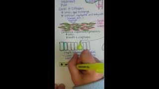 Epithelial Tissue [upl. by Aliel]