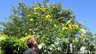 12 ft Tall Perennial Sunflower With Edible Tubers  Helianthus tuberosus [upl. by Lamek]