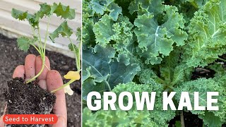 Growing Kale  Seed to Harvest [upl. by Fenny579]