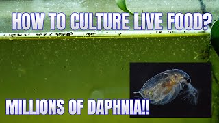 How to Culture Daphnia Secret Method to Breed MILLIONS  Simply Aquatic [upl. by Bashuk]