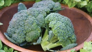 Growing Broccoli in a Container [upl. by Gabriele]