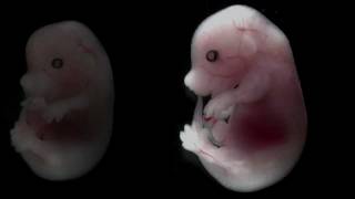 Mouse embryo developing over time [upl. by Coonan]