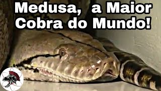 Medusa a Maior Cobra do Mundo  Biólogo Henrique o Biólogo das Cobras [upl. by Greiner]