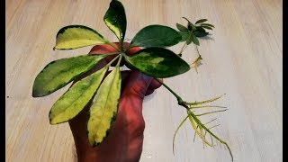 How to grow Schefflera plant from single leaf very easy [upl. by Xever]