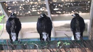 Three Australian Magpies Sing in Unison [upl. by Inna]