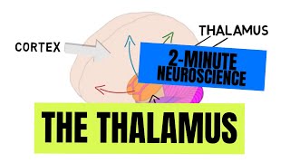 2Minute Neuroscience The Thalamus [upl. by Guillermo440]