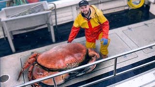 15 Most Dangerous Crustaceans In The World [upl. by Whatley]