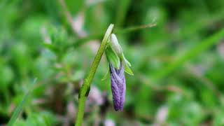 Marsh VioletFlower Bud [upl. by Tasia862]