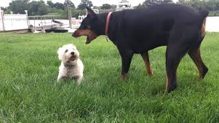 Doberman Vs Westie [upl. by Rhynd]