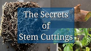 The Secrets of Stem Cuttings Propagation [upl. by Ym]